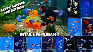 Exotic guppies for sale at reasonable prices at HD BETTAS [upl. by Neicul188]