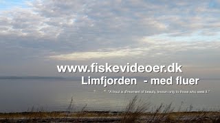 Fiskevideoerdk  Limfjorden havørreder på flue 2 [upl. by Odlavso]