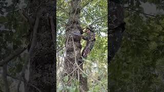 Trim a large walnut tree with a small hatchet [upl. by Philipps]