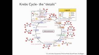 Krebs cycle [upl. by Hallette]