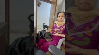 Rottweiler Bubzee Ne Dadi Ko Kaatne Ki Kashish Kari shorts dogs Rottweiler youtubeshorts trend [upl. by Sherris859]