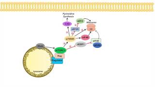 mTOR Signaling Pathway mTOR Complexes Regulation and Downstream effects [upl. by Donela]