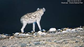 Spotted Hyena enjoying a cool drink [upl. by Akitan]