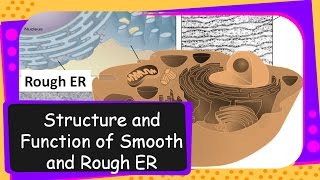 Science – Structure and Functions of Endoplasmic Reticulum – English [upl. by Liarret]