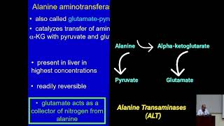 Catabolism of Amino Acids Role of Transaminases Metabolism Made Easy [upl. by Palma306]