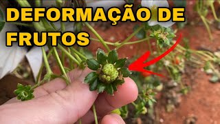 🍓 Morango pequeno deformado O que pode ser 🤔 [upl. by Aliemaj]