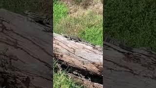 Can I pat a Goanna  Surprising Australian Wildlife Goanna shorts [upl. by Haveman595]