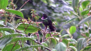 Birding Ecuador 2011 4k Part 2 The birding starts Quito  Shrine Calacalí  Las Gralarias Feb 6 [upl. by Zilevi]