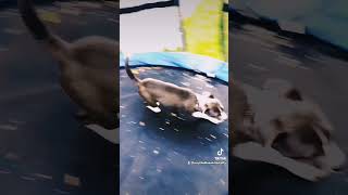 Rory the staffy playing on trampoline staffies RoryTheBlueWhiteStaffy staffylove [upl. by Adehsar]