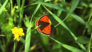 Ohniváček černočárný  Lycaena dispar [upl. by Ahsyt635]