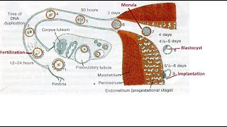 Germinal stage of developmental anatomy [upl. by Arny656]