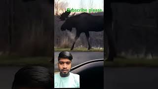 Barasingha short yt video [upl. by Liahus]