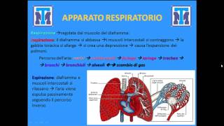 Test Medicina 2022 Biologia  Anatomia e Fisiologia degli animali e delluomo Parte 1 [upl. by Hsakaa]