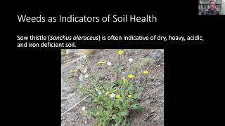 Weeds as Indicators of Soil Health [upl. by Hurff]