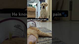 Joey knows kittu is in pain 😥🐾🐱🐶 we should learn this from them 💗❤️ dogcat labrador lablove [upl. by Ytsihc]