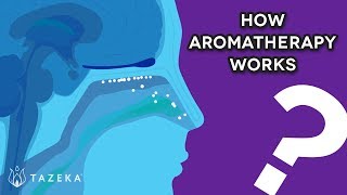 How Aromatherapy Works [upl. by Vinna951]