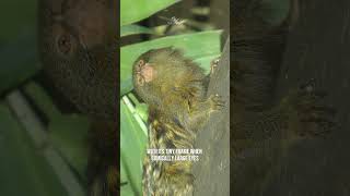 Is This Pygmy Marmoset the Funniest Monkey in the World [upl. by Belloir255]