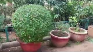 visit to famous khejri Nursery in Jaipur खेजडी नर्सरी [upl. by Neerod]