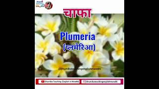 Chafa Flower Name English in Marathi shorts Bhumika Teaching चाफा फुलाचे नाव इंग्रजीत [upl. by Blount72]