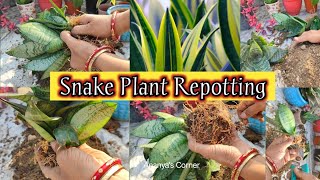 Snake Plant soil mix  Perfect potting mix for Sansevieria  soil mixing fertilizing watering etc [upl. by Atnohs]