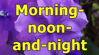 Morning noon and night  Brunfelsia pauciflora  HD Video 01 [upl. by Harihat]