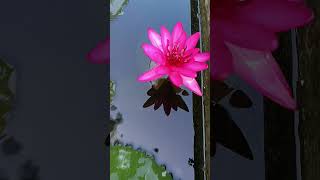 Nymphaea tetragona Lilly is an aquatic perennial flowering plant family Nymphaeaceae [upl. by Kirred227]