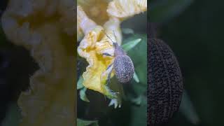 Vine Weevil On Field Pumpkin insects nature weevils [upl. by Oiretule]