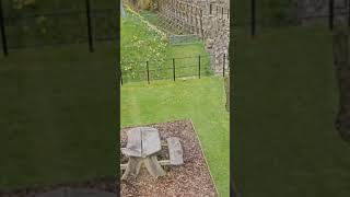 Jedburgh Abbey shorts [upl. by Adranoel]