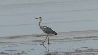 Grey Heron Ardea cinerea [upl. by Jobie]