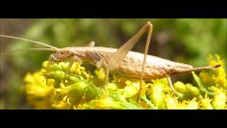 Gesang der Weinhähnchen in Berlin 2013  Song of the Italian Tree Cricket in Berlin 2013 [upl. by Llehcar]