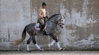 SOLD Piro Free Bombproof Lusitano gelding  excellent for amateur riders REF582 [upl. by Dobrinsky]