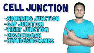 Cell Junction  Types of Cell Junction in Hindi  Human Anatomy and Physiology [upl. by Trauner]