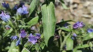 Lisičina Echium Vulgare [upl. by Saba93]