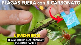 Nunca fue TAN FÁCIL Eliminar las PLAGAS🐜🍋Usa BICARBONATO y limpia tu LIMONERO de COCHINILLA y PULGÓN [upl. by Rivers]