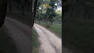 Tiger Crossing quickly trek pench penchtigerreserve wildlife bigcat jungle nature shorts yt [upl. by Valerian]