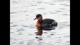 Rednecked Grebe Freiston Shore RSPB Lincolnshire 131024 [upl. by Darrin]