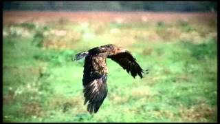 Common Buzzard catching rat  air combat with eagle [upl. by Sierra]