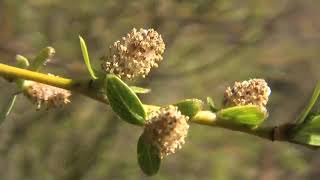 Salix spp Salicaceae willows [upl. by Akenal]