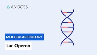 Prokaryotic Gene Regulation Lac Operon [upl. by Eteragram]