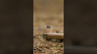 Legless lizard [upl. by Nador703]