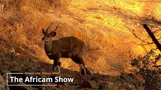 Antelope amp Elephants  The Africam Show  July 30 [upl. by Codd]