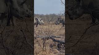 Rhinos communicating Volume up rhino dehorned big5 wildlife safari krugernationalpark [upl. by Ume360]