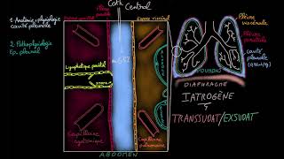 Epanchement pleural  Docteur Synapse [upl. by Anitsahs]