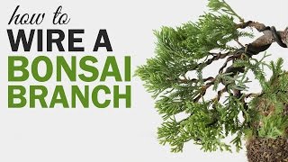 How to Wire a Bonsai Tree Branch [upl. by Lepine297]