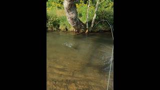 Trout just can’t resist a brown woolly bugger flyfishing [upl. by Havens]