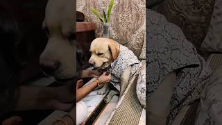 Or kya chhiye jindgi m 😏😎👍labrador funny youtubeshorts shorts viralshorts trendingshorts [upl. by Ansilme]