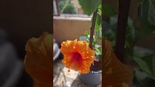 Colourful Hibiscus at our balcony sokolee tomar iccha [upl. by Odin]