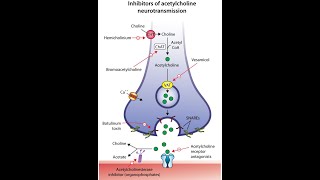 Inhibition of acetylcholine neurotransmission [upl. by Oirasan]