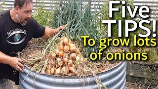 5 Tips How to Grow a Ton of Onions in One Container or Garden Bed [upl. by Shipman]