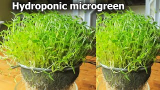 Hydroponic microgreen  How to grow microgreen  Indoor Microgreen [upl. by Eynttirb940]